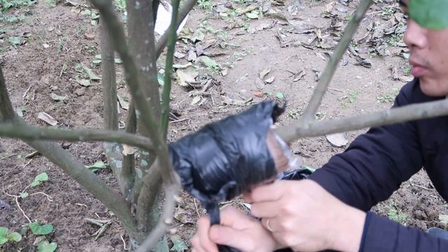 How To Propagate Pomelo Branches Simple, Effective And High Yield смотреть онлайн