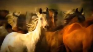 Сергей Беликов • Удивительные кони.