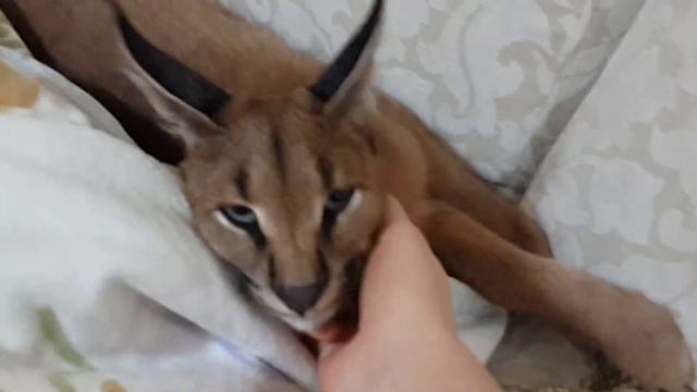 Каракал Юмми.  Caracal Yummi.