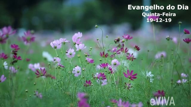 EVANGELHO DO DIA 19/12/2019 Narrado e Comentado - LITURGIA DIÁRIA - HOMILIA DIARIA HOJE смотреть онлайн
