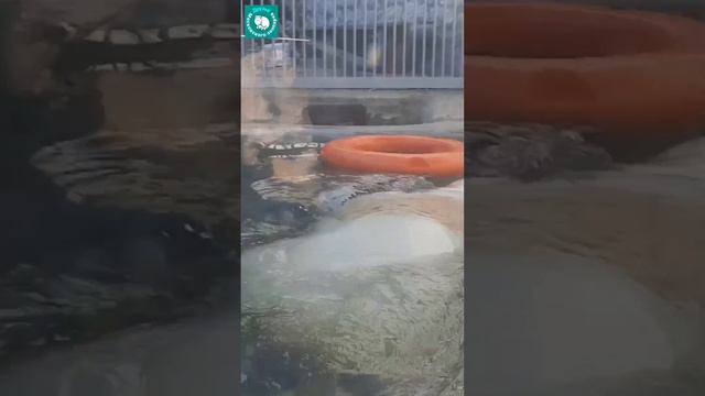 •Диксон радуется жизни,несмотря ни на что❤️Автор видео– Ольга Елисеева🌞 смотреть онлайн