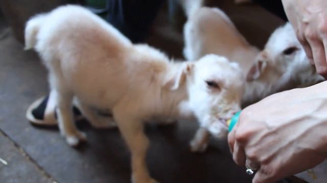 Последствия близкородственного скрещивания.  Инбриндинг у коз.