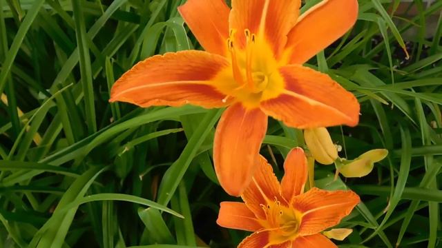 soul of Rush - Blues music - Piano music - Longwang Chengmi Clematis смотреть онлайн