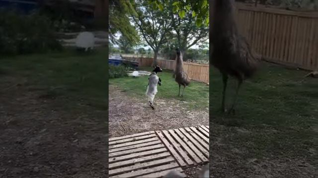 Смешное Видео С Животными