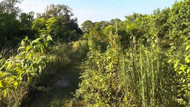 Tropical Fruit Farm - Monthly Update - September 16, 2023 смотреть онлайн