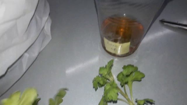 черенкуем хризантему мультифлору. Новый способ черенкования смотреть онлайн