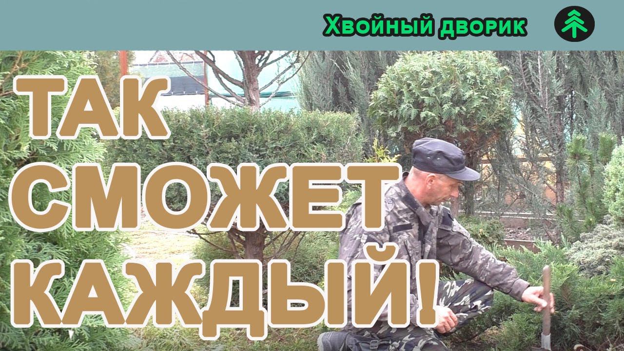 Как размножить можжевельник отводкой,100% результат укоренения хвойных растений. смотреть онлайн