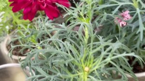 АРГИРАНТЕМУМ. Черенкую и начинаю формировать штамбовое деревце.