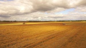 Опыт возделывания ярового рапса в условиях СГЦ «Заднепровский» Оршанского района