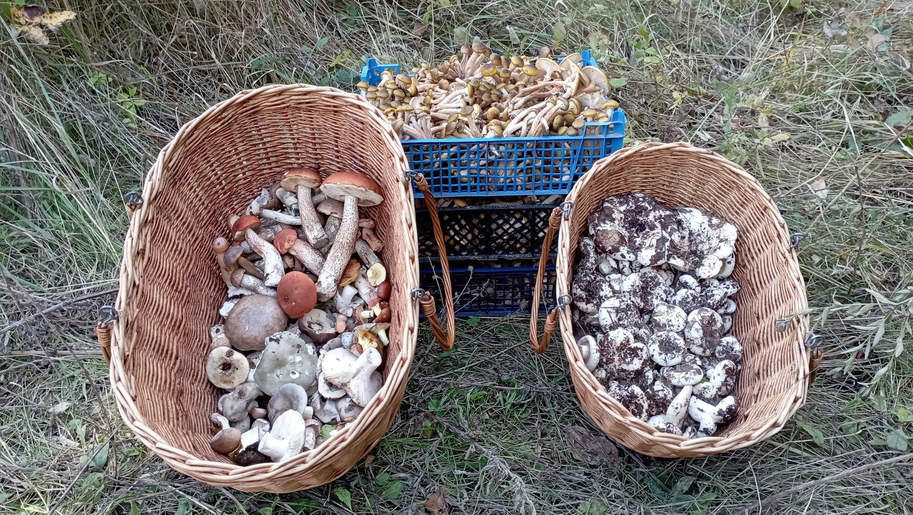 ОПЯТА, ПОДОСИНОВИКИ, ГРУЗДИ - лес одарил! По грибы 15 октября 2022 года. смотреть онлайн