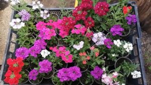 вербена ампельная. цветёт черенок.сформированное кашпо с вербеной!