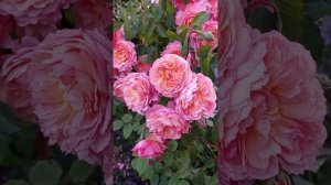 ?Изумительно красивая роза Роз де Жерберуа.Massad.?❤️? Всё о розе -ниже в описании.⬇️