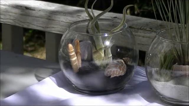 Caput Medusae | Get online Cheap and best Caput Medusae Air Plants смотреть онлайн