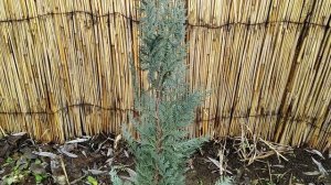 Кипарисовик в саду | КИПАРИСОВИКИ ЛАВСОНА и ТУПОЛИСТНЫЕ | Мой опыт выращивания