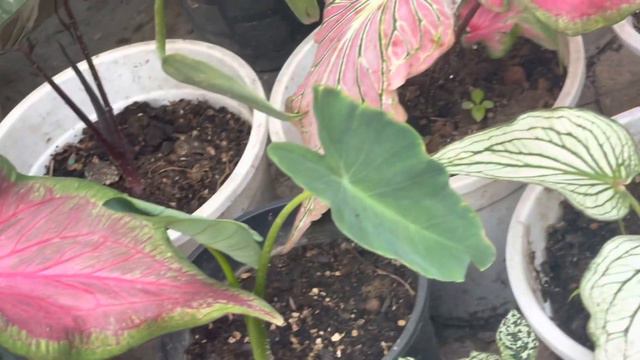 Garden Ka Haal Hua Behal😩😭Garden Overview After Travelling|Tropical Overgrowth & Garden Problems