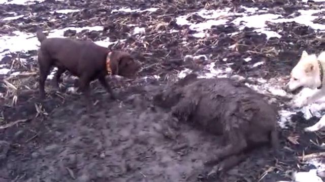 охота, первая встреча лабрадора с кабаном! смотреть онлайн