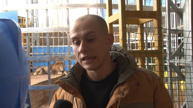 Межведомственная комиссия оценила условия содержания льва в Анапе смотреть онлайн