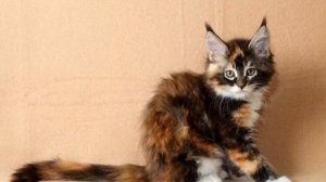 Черепаховая кошка — характер питомца и примеры основных пород