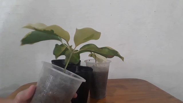 How To Propagate Schefflera / Umbrella Plant From Single Leaf смотреть онлайн