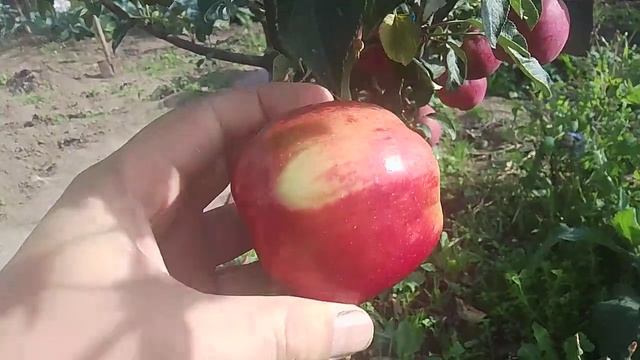 Яблоня сорт моди