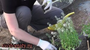 Алиссум – выращивание и уход. Ароматный бордюрный однолетник.