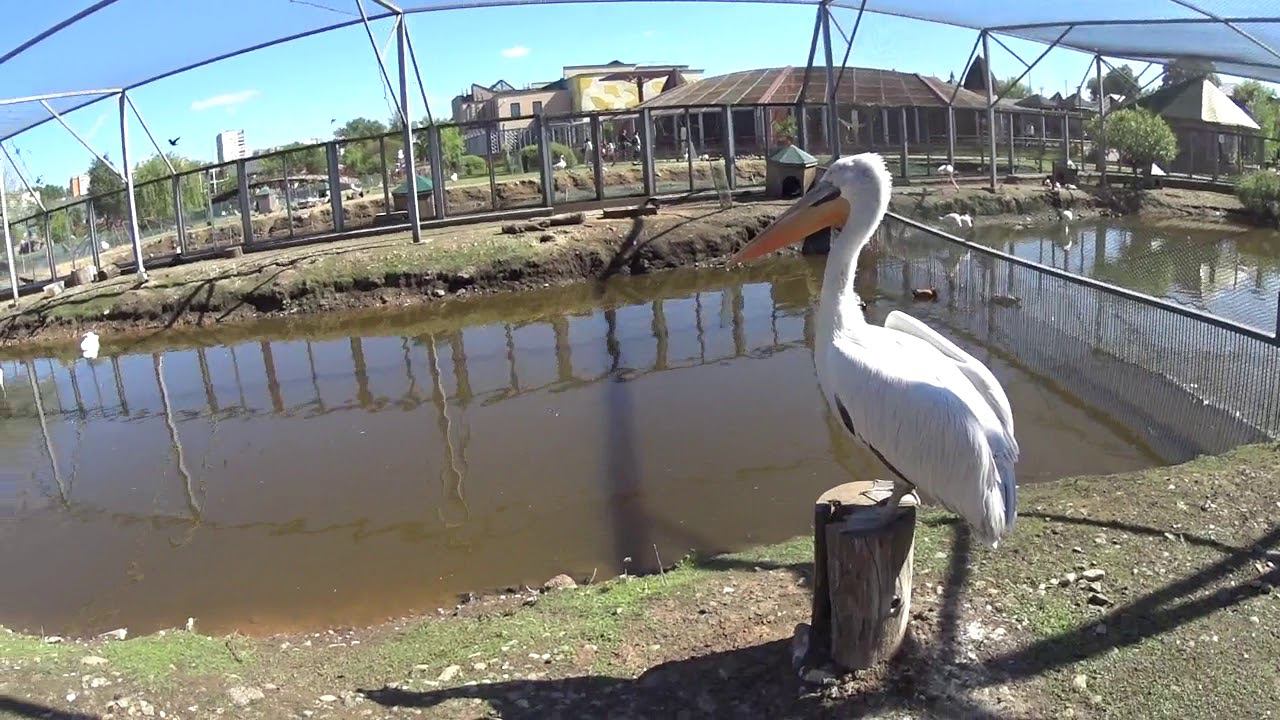 Пеликан в Гродненском Зоопарке 2018 смотреть онлайн