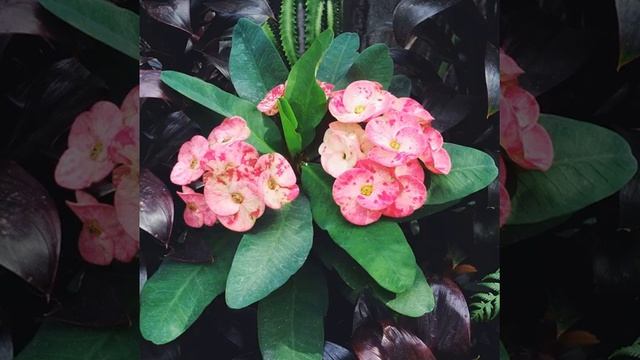 #ромашки#цветы #лето #тула #сад#красиво #солнечно#изящно #изумительно #инстаграм_порусски #фотодля смотреть онлайн