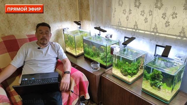#Улитки в аквариуме. смотреть онлайн