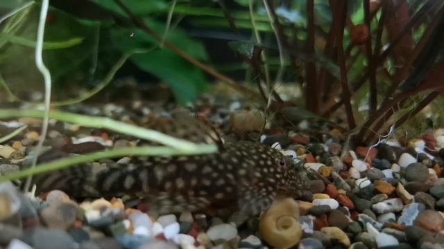 Болезни аквариумных рыб часть 1.(плавниковая гниль, сапролегниоз, водянка, пучеглазие, туберкулез) смотреть онлайн