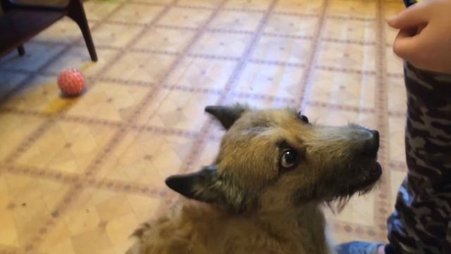 Две собаки с удовольствием лакомятся белым шоколадом Choco Dog смотреть онлайн