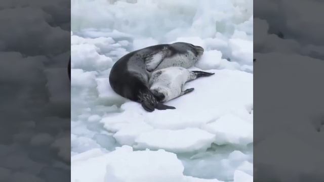 "Мать-тюлень-леопард со своим щенком. смотреть онлайн