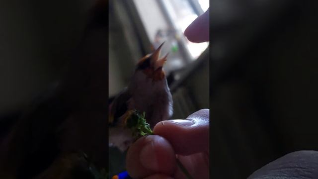 Ручной агрессивный щегол смотреть онлайн