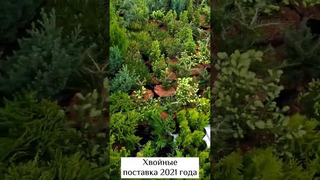 Качество саженцев Гортензий, хвойных, клематисов в 2021 году смотреть онлайн