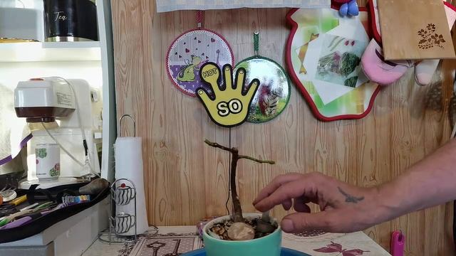 5.Бонсай из Инжира часть 5. Кардинальная обрезка.