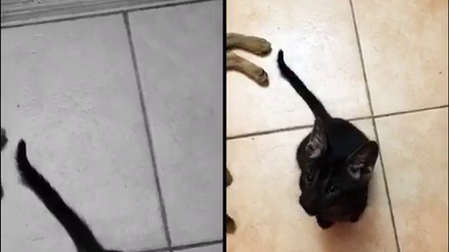 Игривые котята Чаузи смотреть онлайн