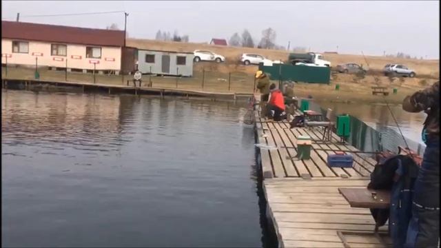 Ловим форель на пасту и резину! Клевое место, д. Савельево смотреть онлайн