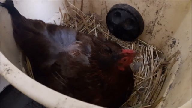 У нас курочка наседка, посадили клушу на яйца!!! смотреть онлайн