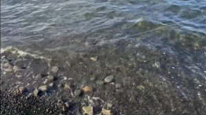 Рыбалка на острове Шикотан (рубрика ловим готовим)