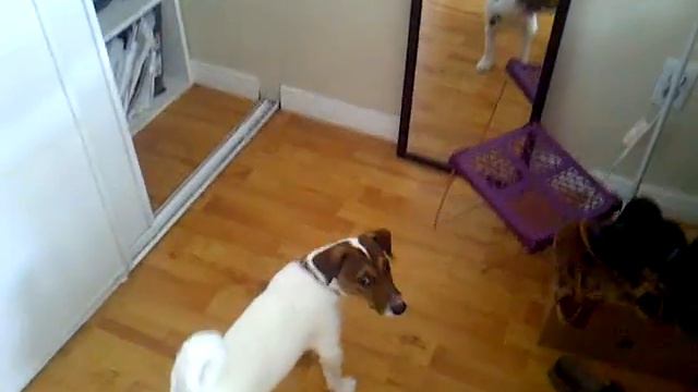 Jack Russell barking at itself ( My Tsikenu) смотреть онлайн