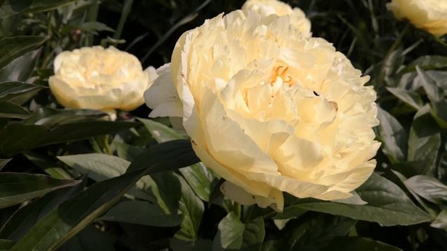 Sweet Lemonade, обзор 2020г смотреть онлайн