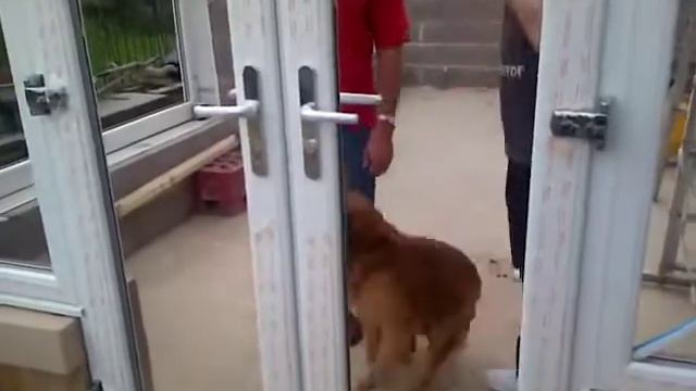 Доказанно что животные не видят стекла смотреть онлайн