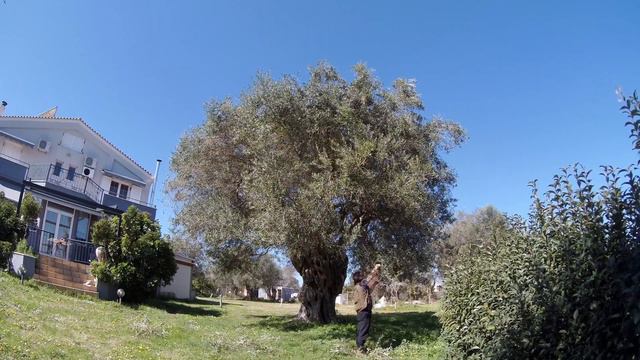 Κλάδεμα σε Ελαιόδεντρα 1000 ετών! (Θρυμματισμός Κλαδιών και Ράντισμα) смотреть онлайн