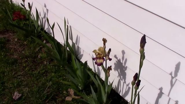 Growing Bearded Irises. 6 Reasons That I Grow Them. смотреть онлайн