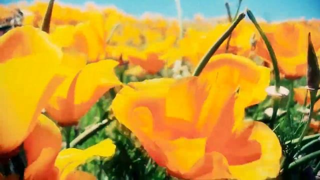 Долина Антилоп -- цветочный заповедник калифорнийских маков смотреть онлайн