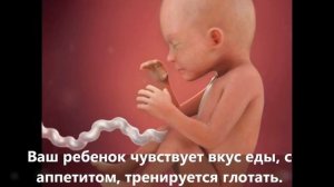 Развитие беременности по неделям