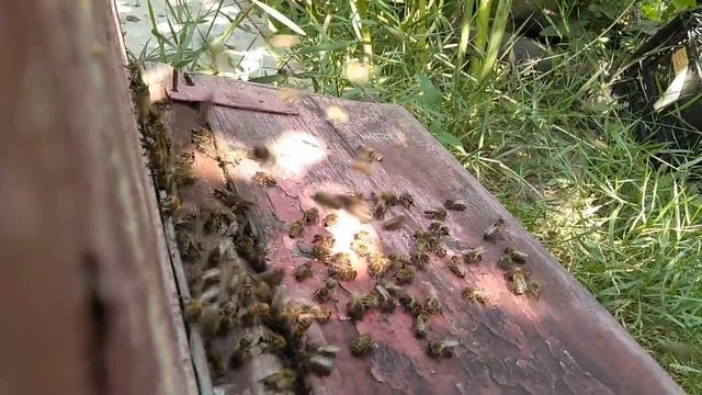 Пчёлы | Время Влогов | Тест стабилизации камеры Redmi Note 5A в AOSiP DerpFest 10 смотреть онлайн