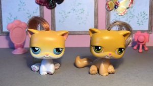 LPS/ моя КОЛЛЕКЦИЯ КОШЕК 🐱/cat collection Littlest pet Shop