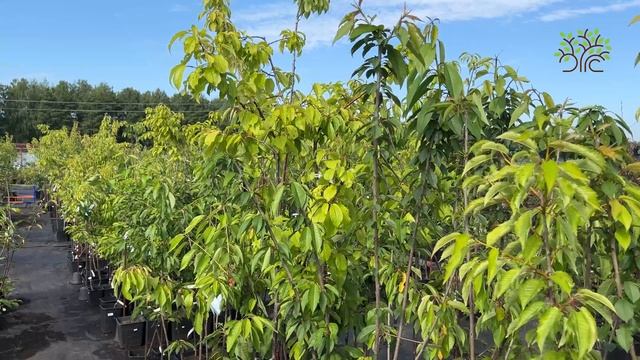 Обзор плодовых деревьев в Егорьевском питомнике Никитенко Александра