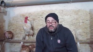 Для чего нужен ПЕТУХ в КУРЯТНИКЕ
