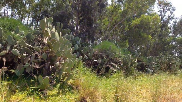 Нашы кактусы 🌵🌞не горят 💯.Лето жжет.Часть 1 смотреть онлайн